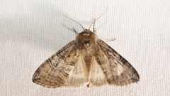 Tethea ocularis