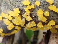 Dacrymyces capitatus