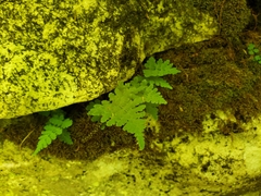 Cystopteris tennesseensis