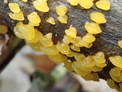 Dacrymyces capitatus