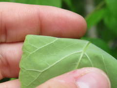 Fraxinus biltmoreana
