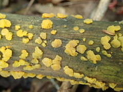 Dacrymyces capitatus