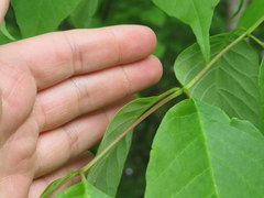 Fraxinus biltmoreana