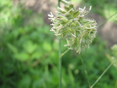 Dactylis glomerata
