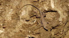 Microlophus atacamensis