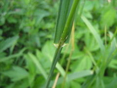 Dactylis glomerata