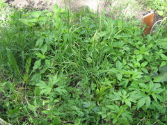 Dactylis glomerata