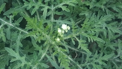 Parthenium hysterophorus