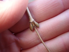 Viburnum opulus americanum