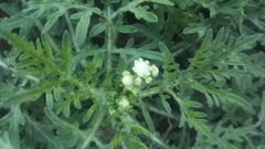 Parthenium hysterophorus