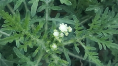 Parthenium hysterophorus