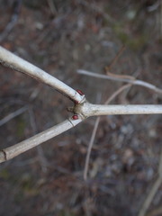 Viburnum opulus americanum