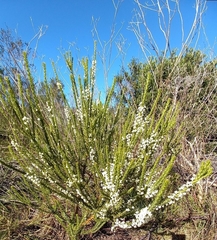 Struthiola hirsuta