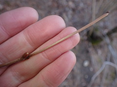 Viburnum opulus americanum