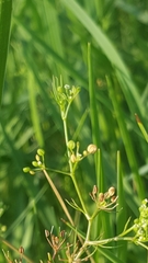 Apiales