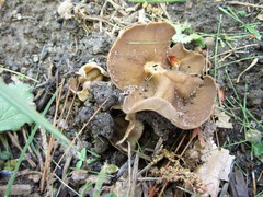 Helvella solitaria