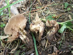 Helvella solitaria