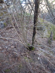 Viburnum opulus americanum