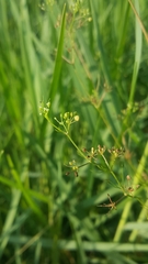 Apiales