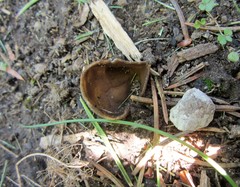 Helvella solitaria