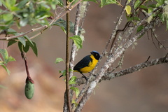 Anisognathus melanogenys