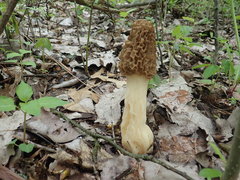 Morchella americana