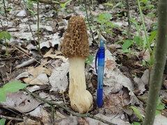 Morchella americana
