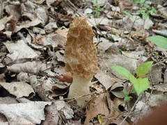 Morchella americana