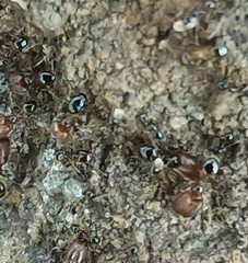 Pheidole tepicana