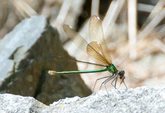 Calopteryx aequabilis