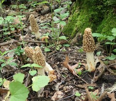 Morchella americana
