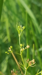 Apiales