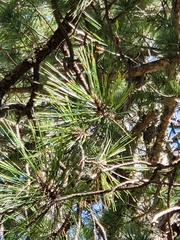 Pinus arizonica