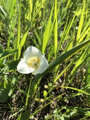 Calochortus apiculatus