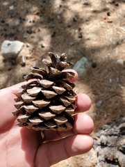Pinus arizonica