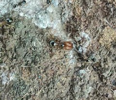 Pheidole tepicana