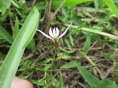Lobelia chinensis