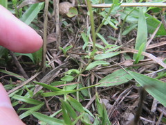 Lobelia chinensis