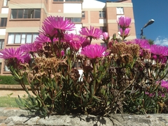 Lampranthus spectabilis