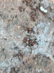 Pheidole tepicana