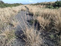 Aristida setacea image