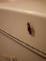 Plodia interpunctella