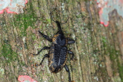 Homalinotus deplanatus