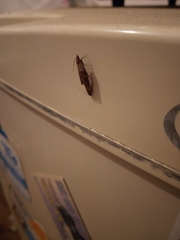 Plodia interpunctella