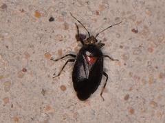 Deraeocoris sayi