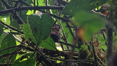 Automolus ochrolaemus