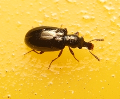 Salpingus viridiaeneus