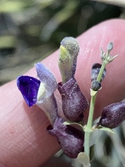 Scutellaria mexicana