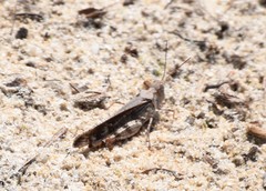 Spharagemon marmorata