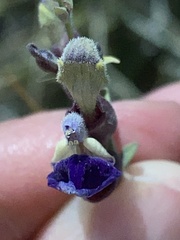 Scutellaria mexicana